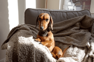 « Ce qu’il y a de meilleur dans l’homme, c’est le chien »